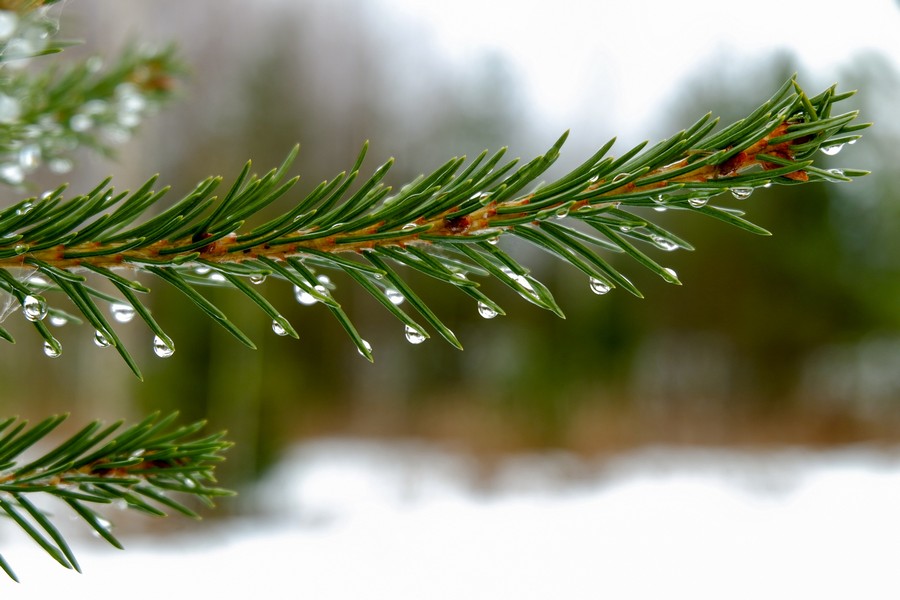 Дожди, грозы и усиление ветра: прогноз погоды в Армении на ближайшие дни
