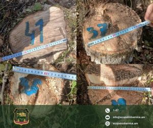 В Капанском лесхозе пресекли незаконную рубку: двое не предъявили документов