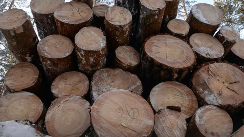 Грузия установила рекорд по импорту древесины из России