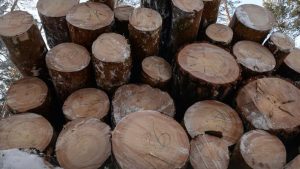 Грузия установила рекорд по импорту древесины из России